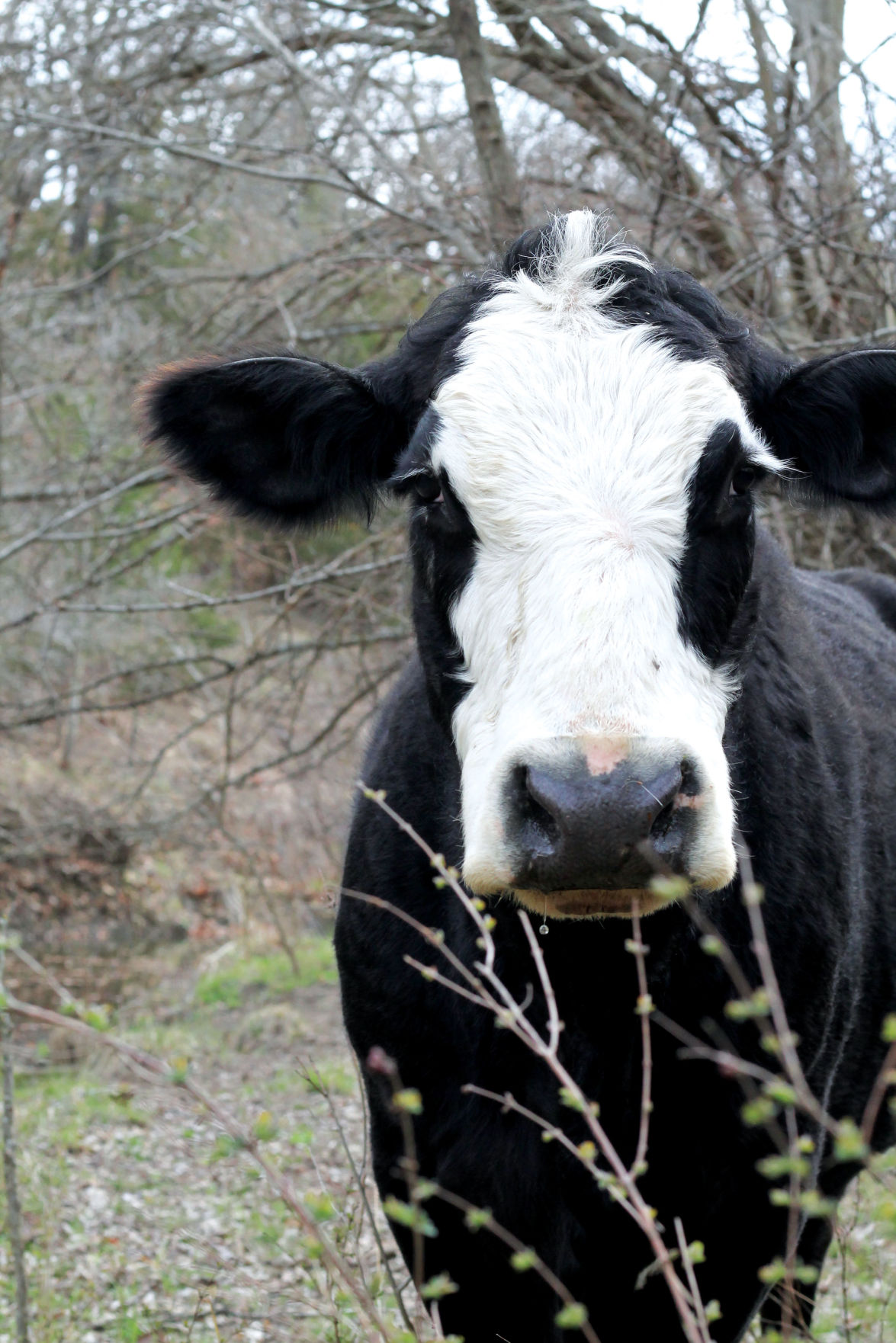Hershberger Cow